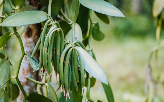 Baunilha cultivada em ambiente protegido em MS pode render R$ 6 mil por quilo