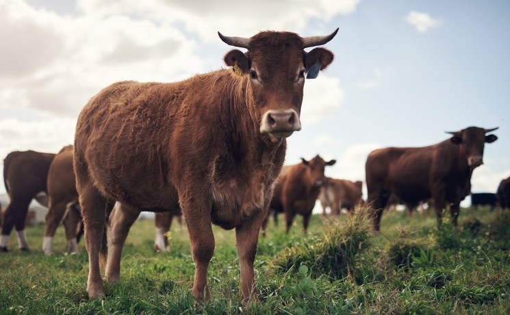 Raça Sindi ganha destaque no cruzamento industrial, aponta A Força do Agro