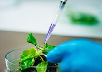 Bioestimulantes à base de algas avançam no agronegócio brasileiro