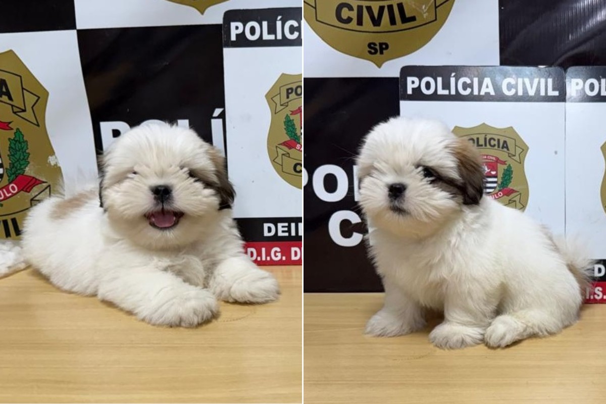 Filhote de shih tzu desaparecido em Dracena é encontrado e devolvido à tutora