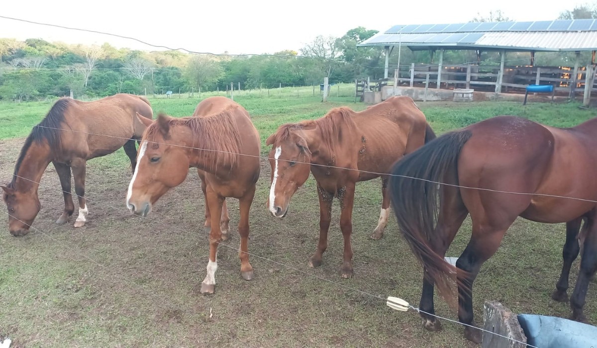 Proprietário é multado em R$ 18 mil após cavalos serem achados em maus-tratos em Osvaldo Cruz