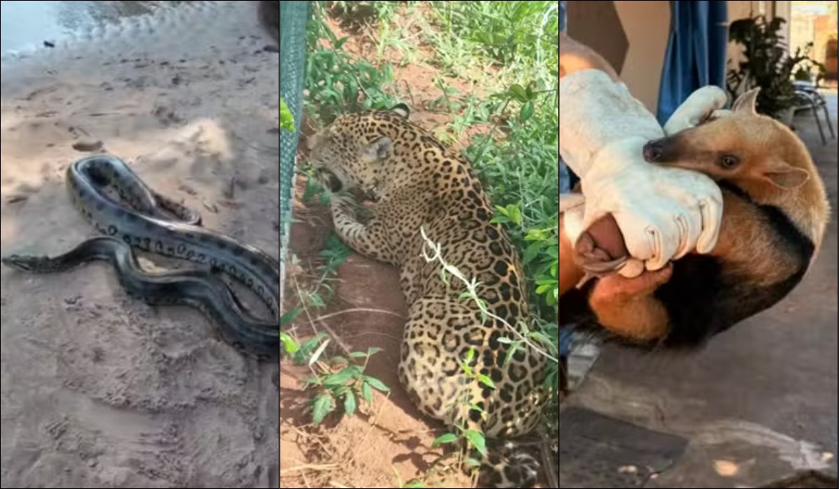 Resgates de animais silvestres recuam 61% no Oeste Paulista; expansão urbana explica aparições