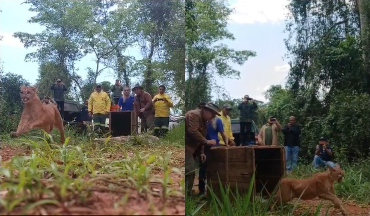 Onça-parda atacada por cães é devolvida à natureza no Parque Morro do Diabo, em SP