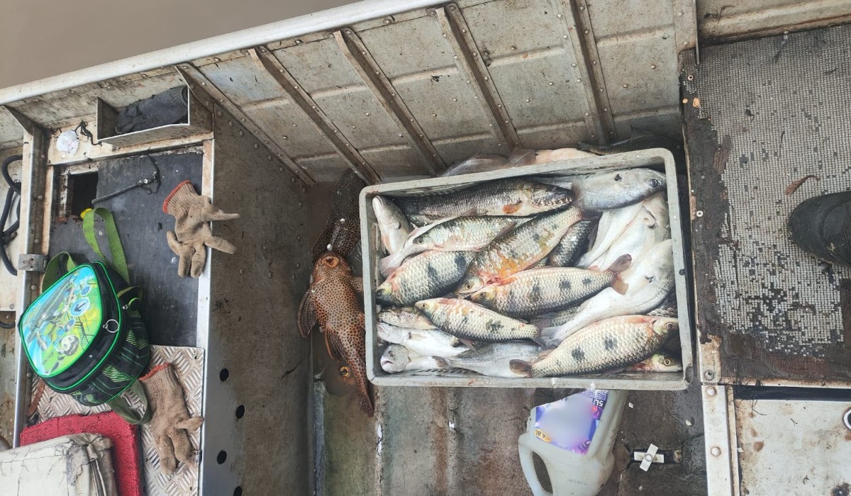 Pescador é multado por pesca irregular com 59 kg de peixes em Presidente Epitácio