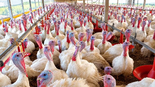 Mapa declara emergência sanitária animal de 60 dias em quatro municípios de Santa Catarina