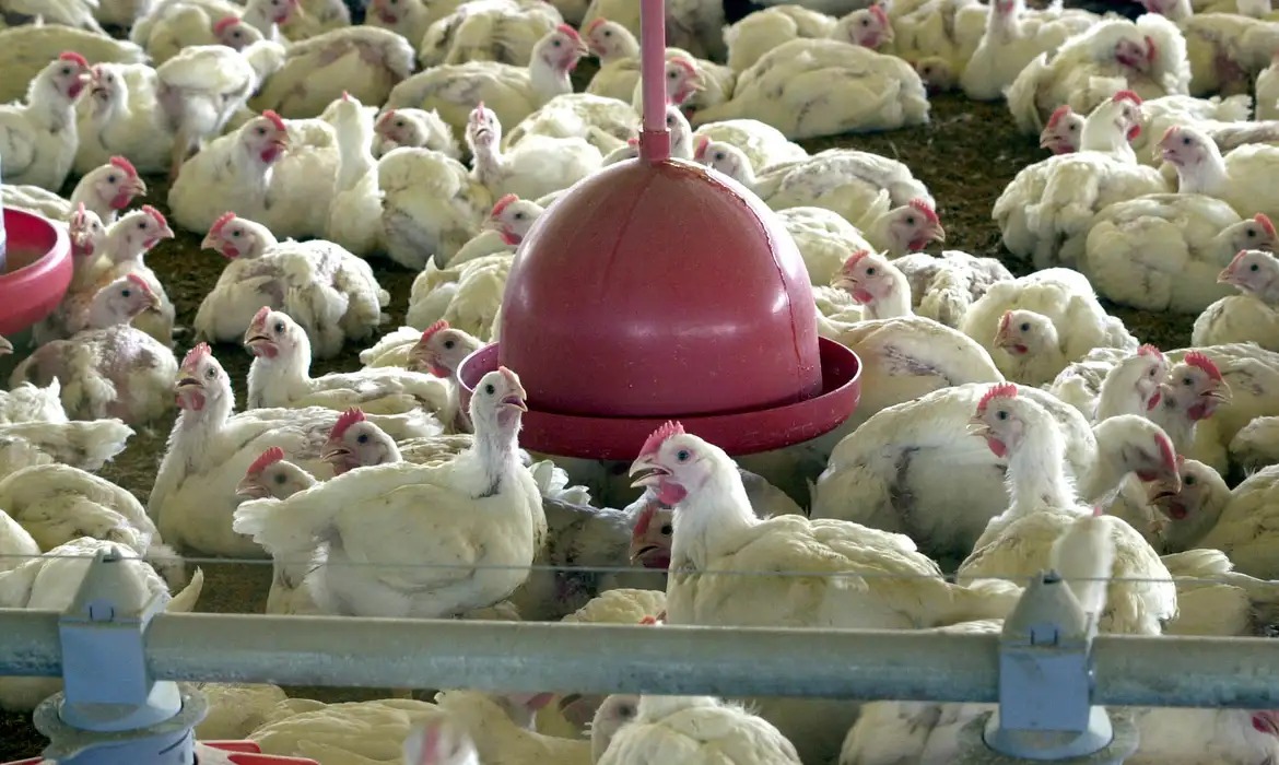 México suspende importação de carne de frango brasileira após foco de Newcastle em Santa Catarina