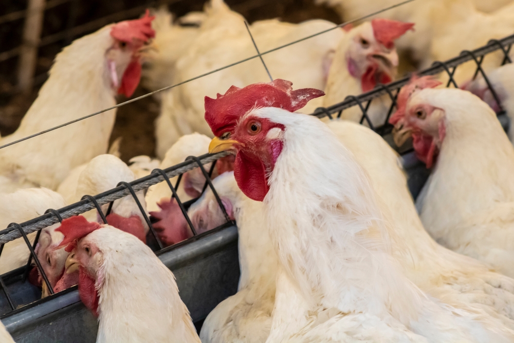 Mais de 20 países restringem importação de aves do Brasil após focos de Newcastle em Santa Catarina