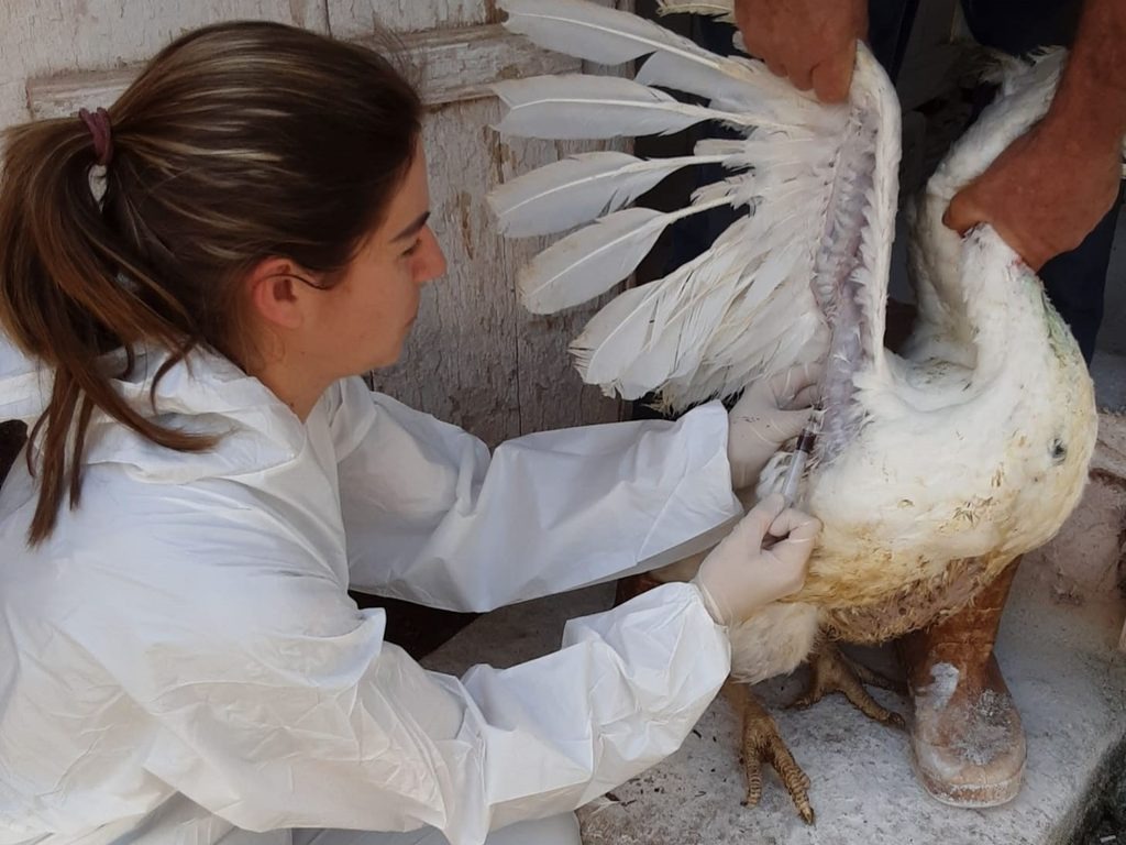 Santa Catarina registra segundo foco da doença de Newcastle em criação comercial de aves